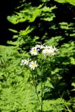 Pyrethrum corymbosum