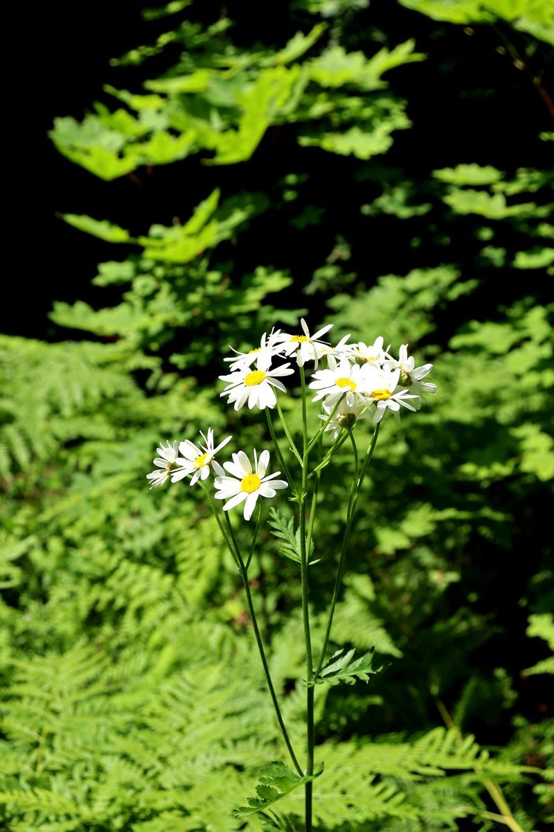 Изображение особи Pyrethrum corymbosum.