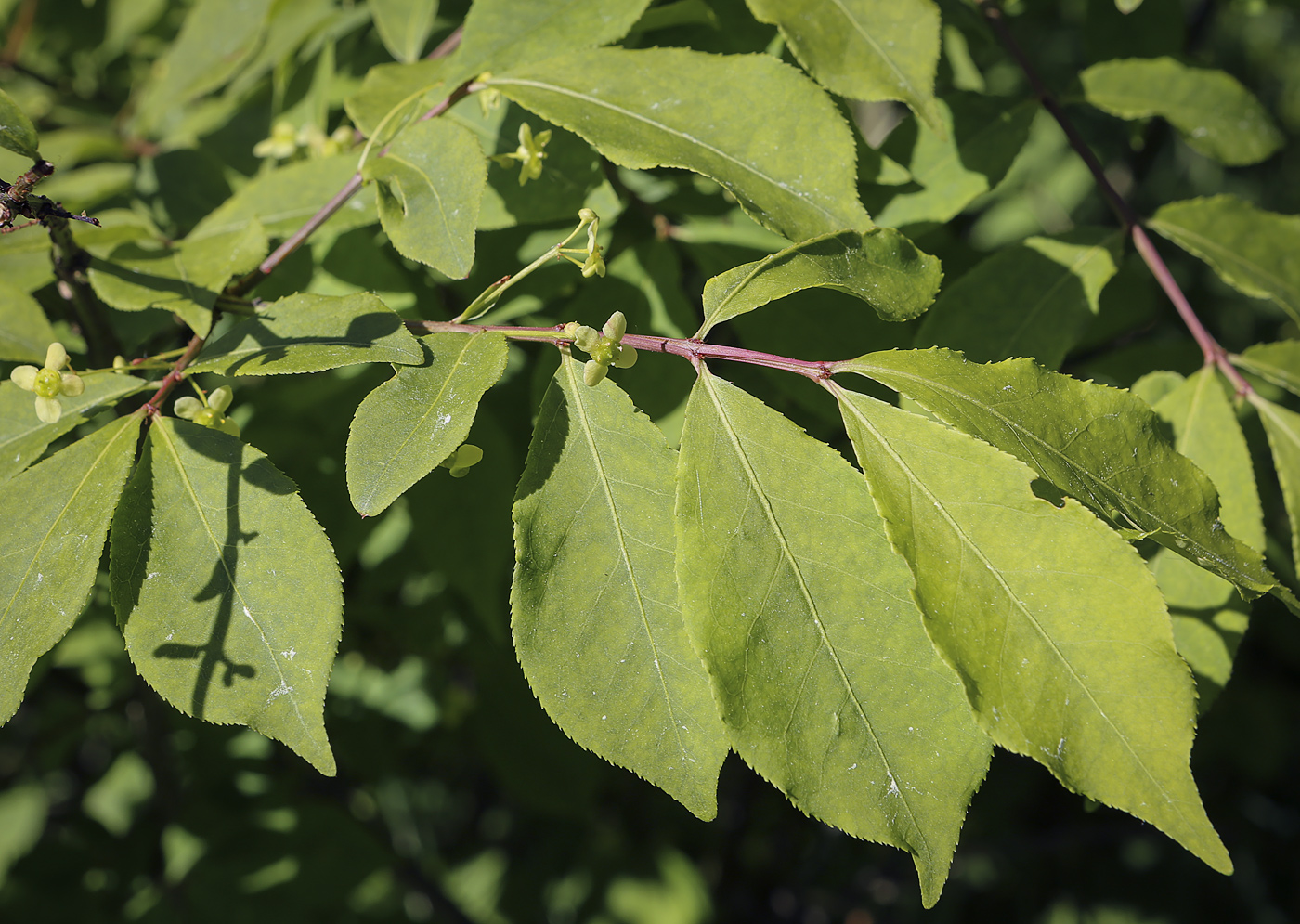 Изображение особи Euonymus alatus.