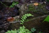 Woodsia caucasica