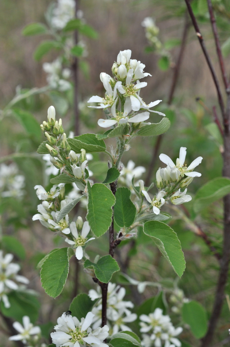 Image of Amelanchier alnifolia specimen.