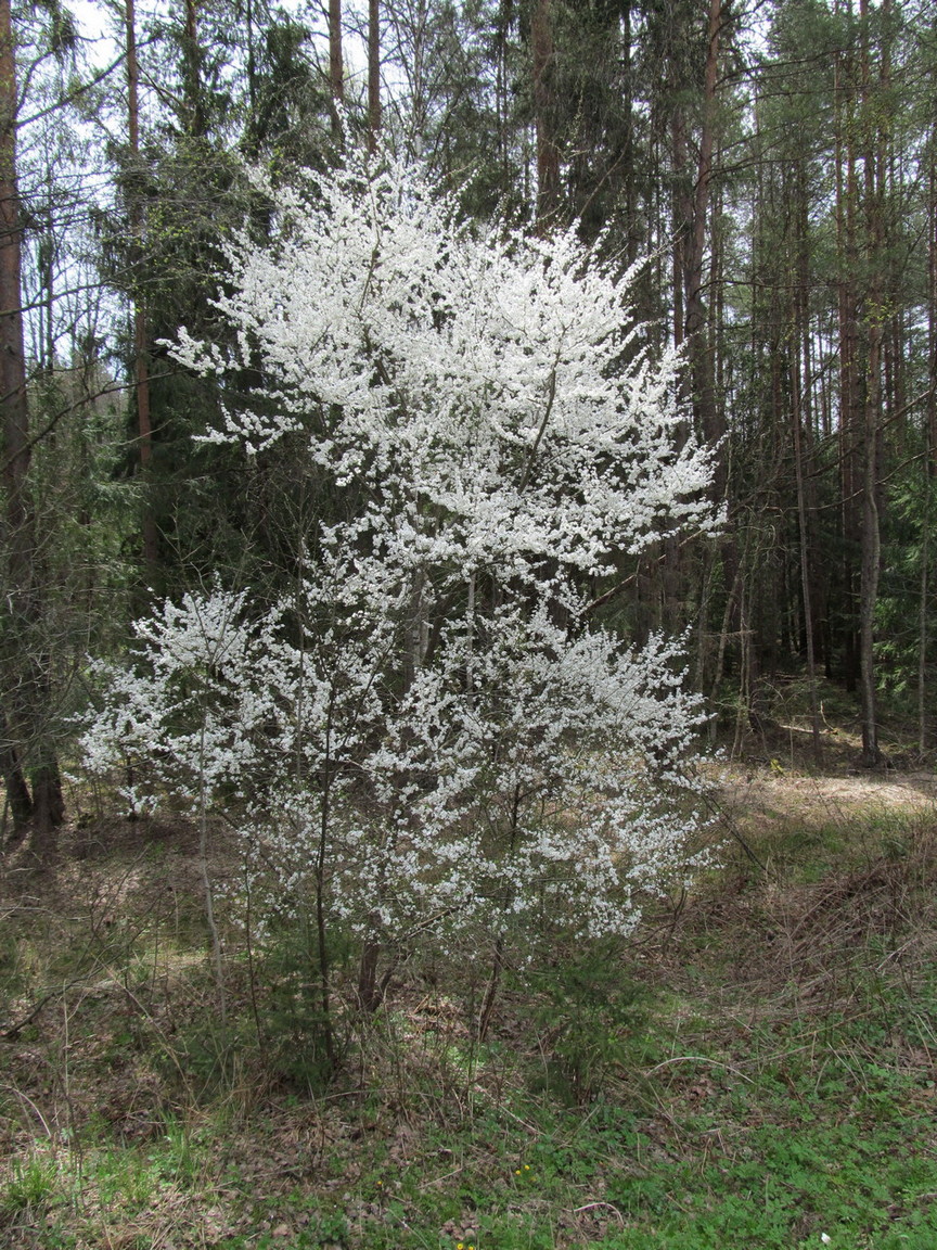 Image of Prunus cerasifera specimen.