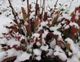 Sarracenia purpurea. Растение, частично покрытое снегом. Московская обл., Щёлковский р-н, в культуре. 12 ноября 2021 г.