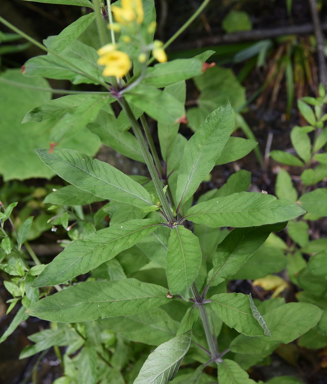 Изображение особи Lysimachia verticillaris.