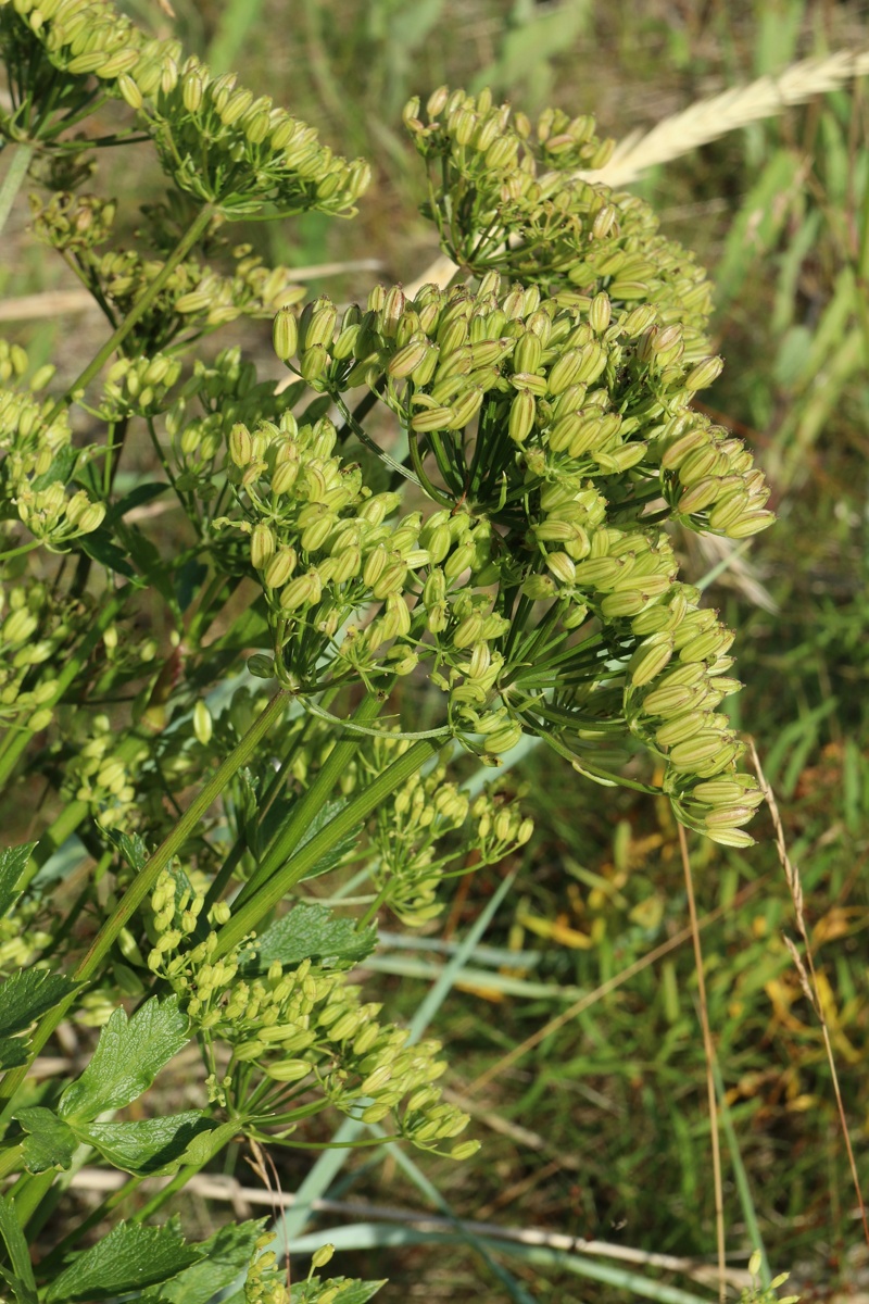 Image of Ligusticum scoticum specimen.