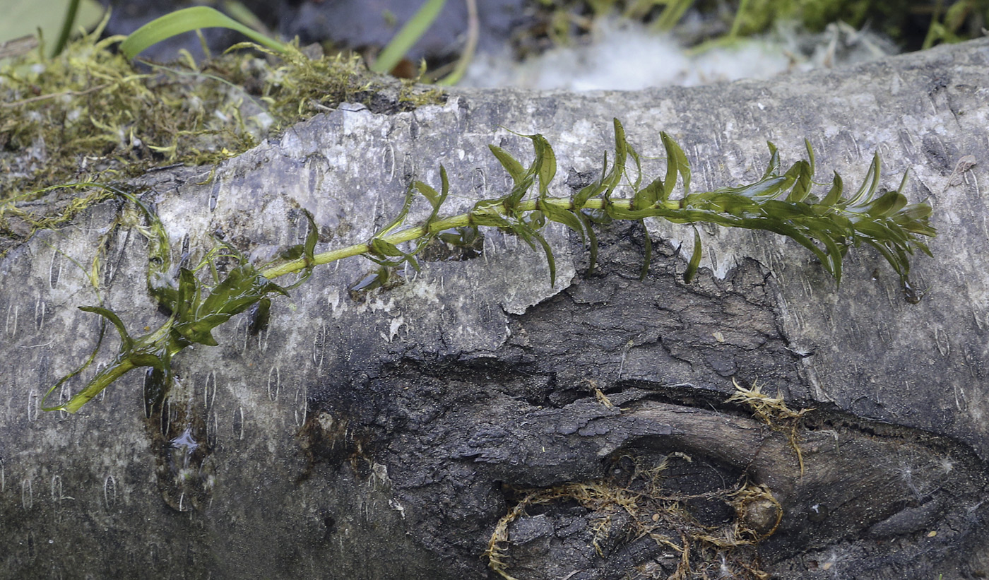 Image of Elodea canadensis specimen.