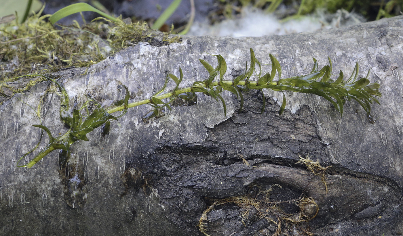 Изображение особи Elodea canadensis.