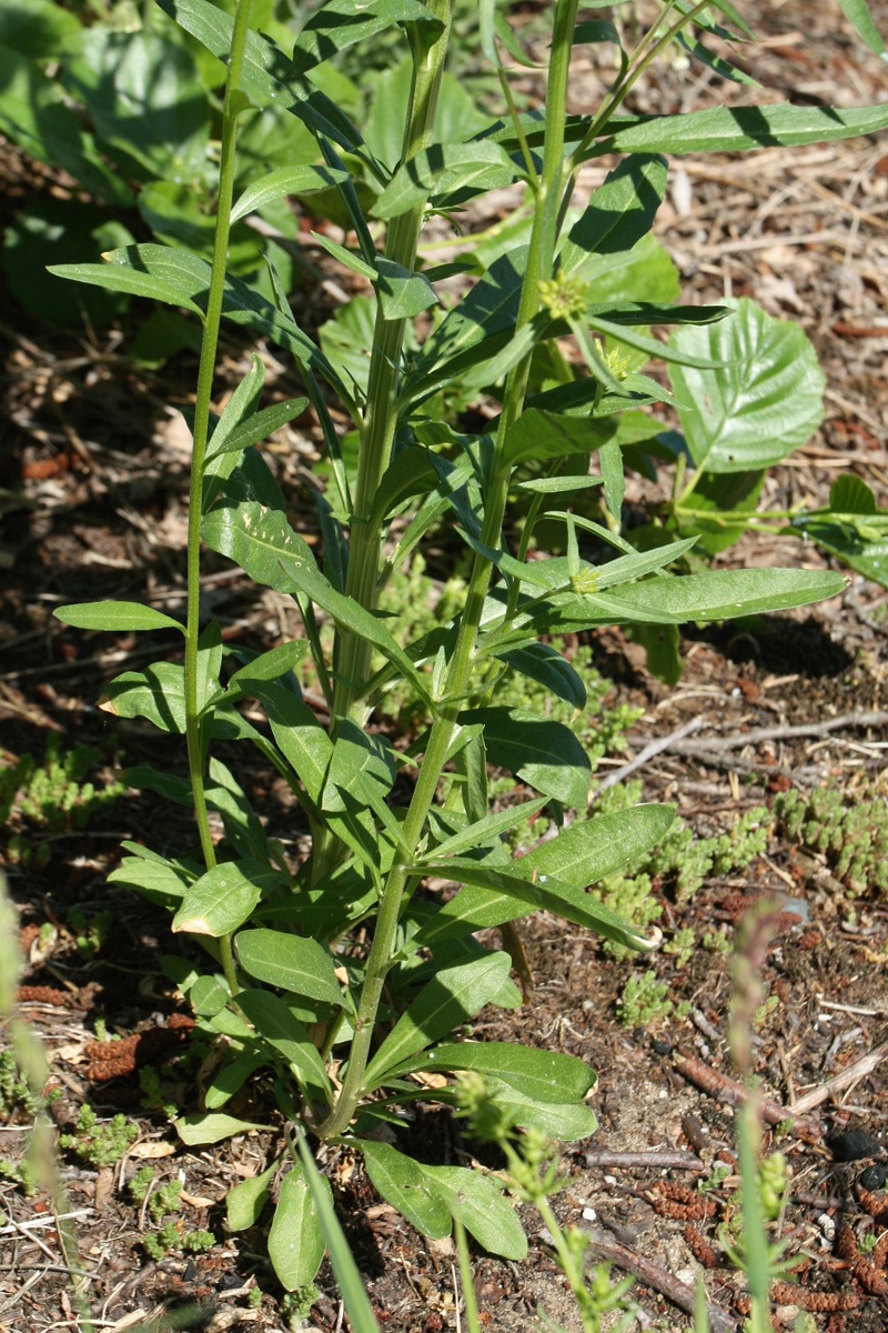 Изображение особи Erysimum hieraciifolium.