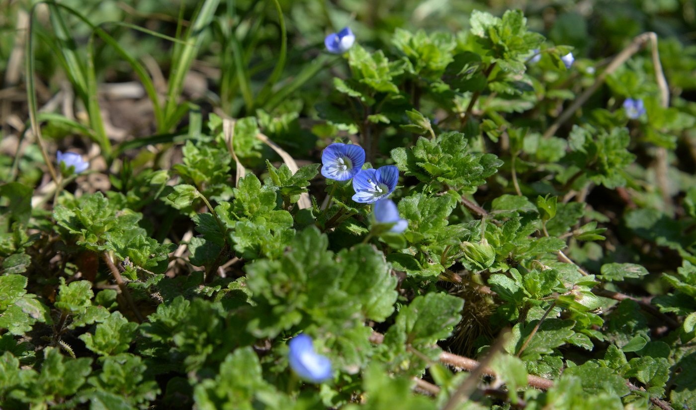 Image of Veronica polita specimen.