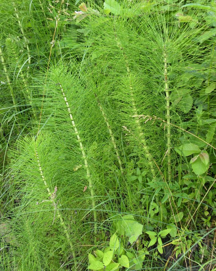 Image of Equisetum telmateia specimen.