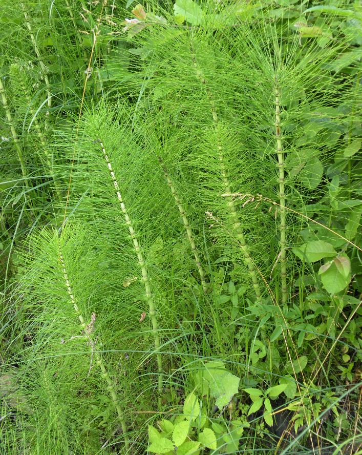 Изображение особи Equisetum telmateia.