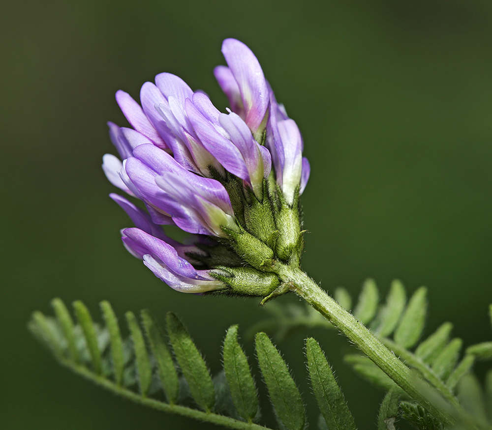 Изображение особи Astragalus danicus.