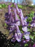 Corydalis solida