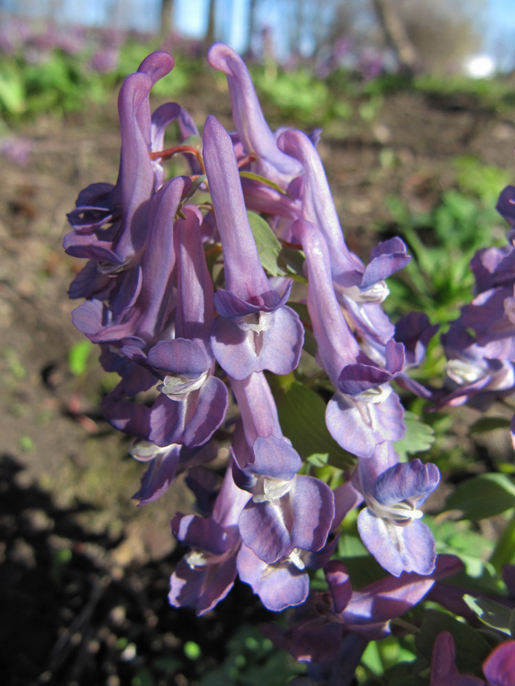 Image of Corydalis solida specimen.