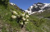 Daphne glomerata. Цветущие растения. Карачаево-Черкесия, Зеленчукский р-н, окр. пос. Архыз, хр. Чегет-Чат, правый склон Софийской долины, ≈ 2200 м н.у.м., субальпийский луг. 12.06.2021.