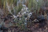 род Heliotropium