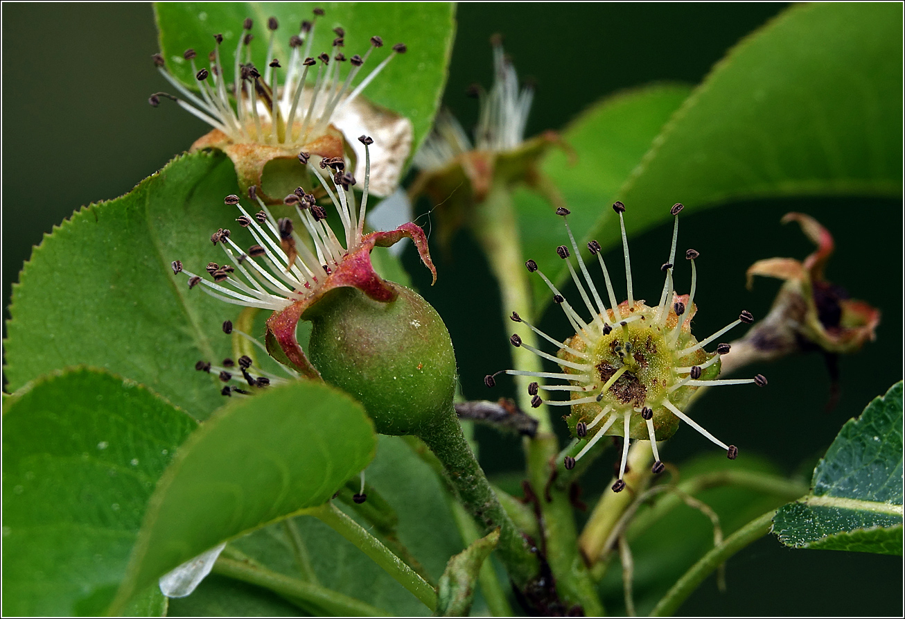 Изображение особи Pyrus communis.