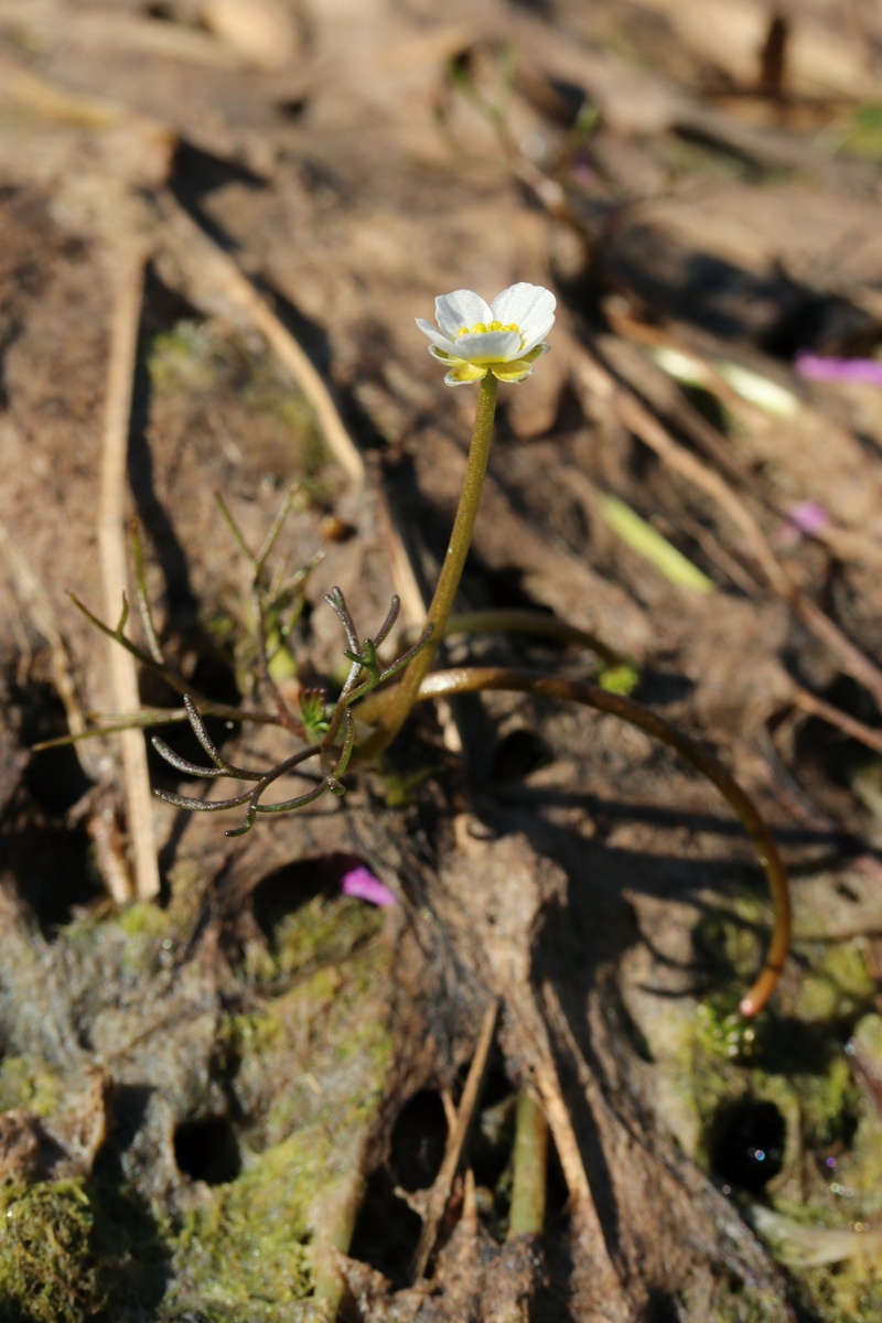 Изображение особи Ranunculus baudotii.