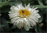 Chrysanthemum indicum