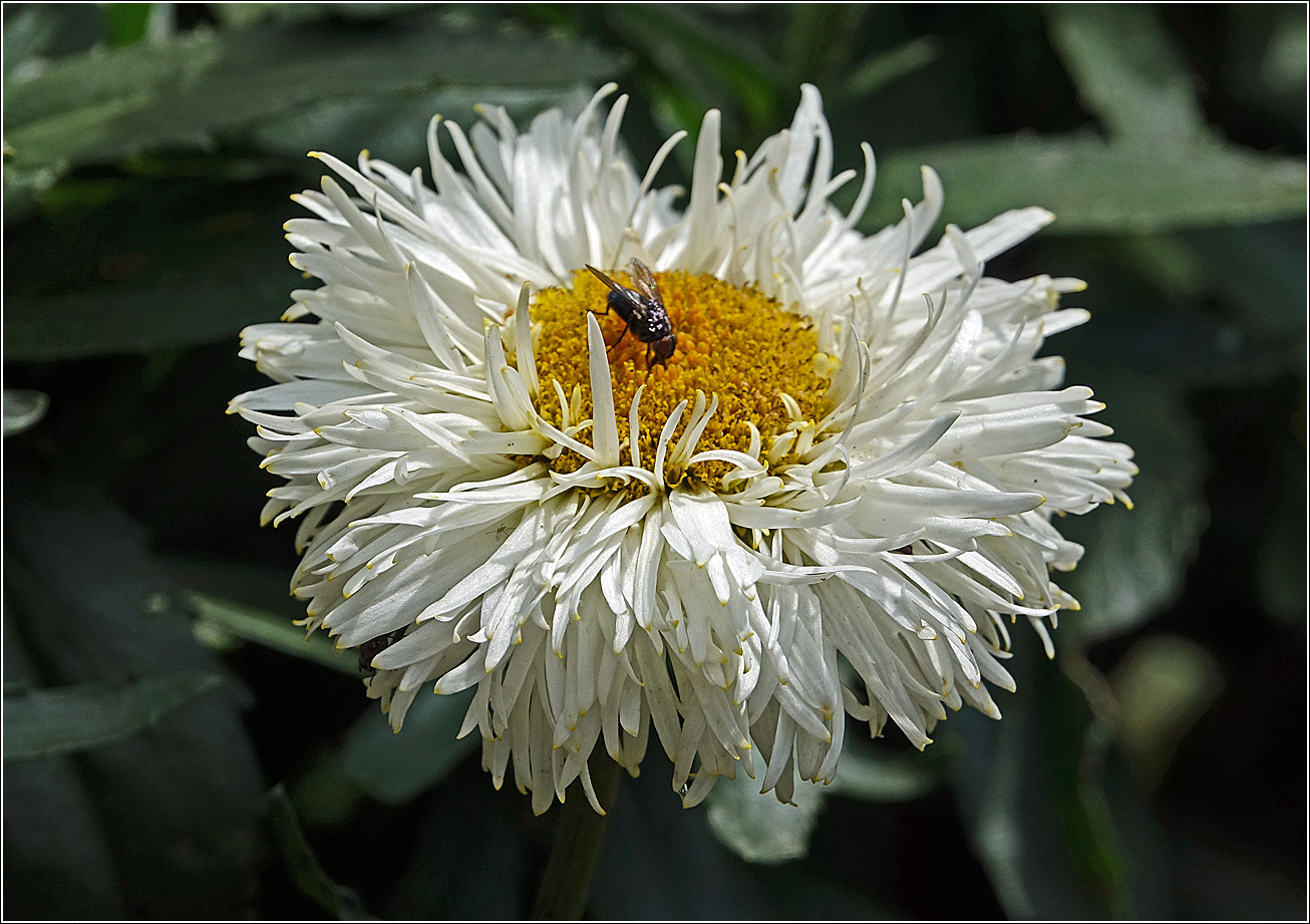 Изображение особи Chrysanthemum indicum.