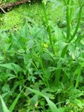 Ranunculus sceleratus