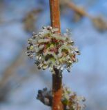 Ulmus minor. Раскрывшееся соцветие. Луганская народная республика, г. Луганск, ул. П. Сороки, пустырь. 25.03.2023.