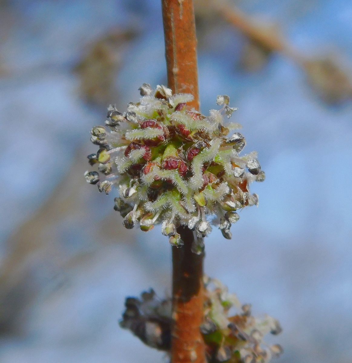 Image of Ulmus minor specimen.