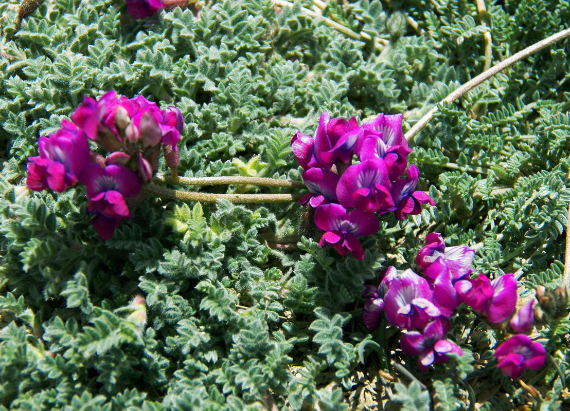 Image of genus Oxytropis specimen.