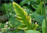 Papaver setiferum