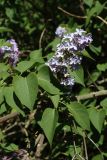 Syringa vulgaris. Соцветие и листья. Ленинградская обл., г. Приморск, окр. кирхи Св. Марии Магдалины, в озеленении. 11.06.2023.