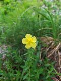 Helianthemum nummularium. Верхушки побегов с цветком. Краснодарский край, городской округ Сочи, Хостинский р-н, Орлиные скалы, на краю обрыва. 28.05.2023.