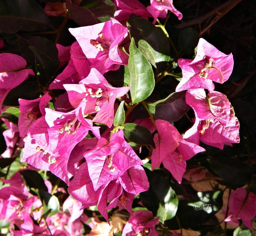 Image of genus Bougainvillea specimen.