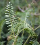 Astragalus falcatus