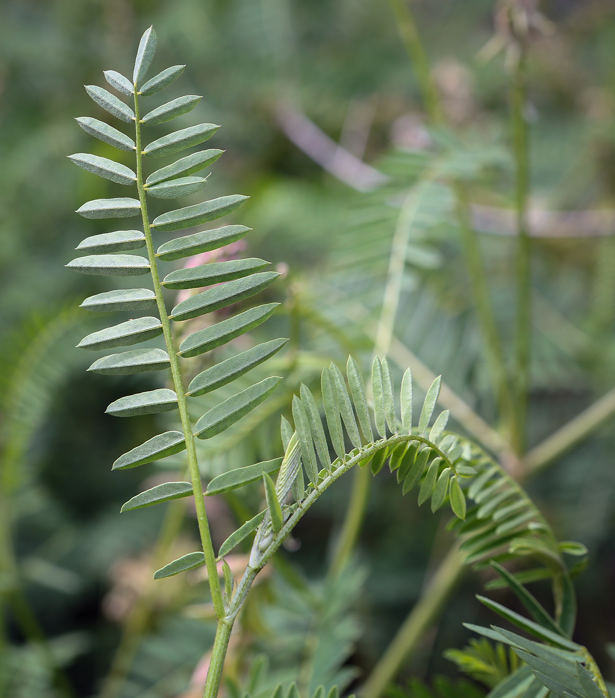 Image of Astragalus falcatus specimen.