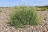 Sisymbrium subspinescens