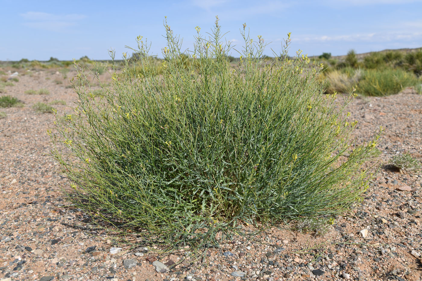 Image of Sisymbrium subspinescens specimen.