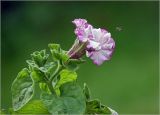 Petunia × hybrida. Цветок с подлетающей пчелой. Московская обл., Раменский р-н, окр. дер. Хрипань, садовый участок. 07.07.2023.