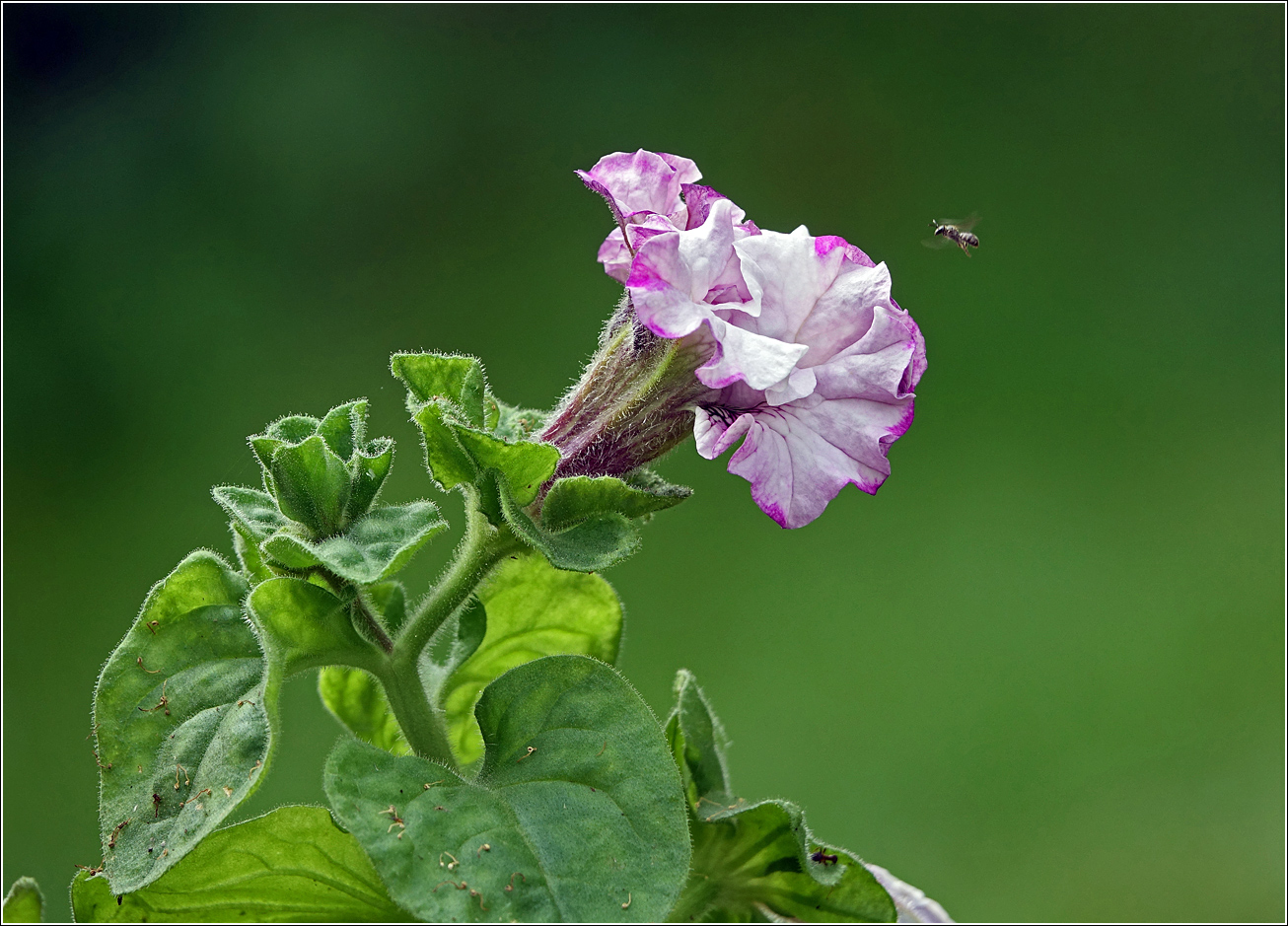 Image of Petunia &times; hybrida specimen.