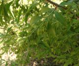 genus Fontanesia. Зреющее соплодие и часть ветви. Ростовская обл., г. Ростов-на-Дону, Ботанический сад ЮФУ, заброшенные посадки. 07.08.2023.