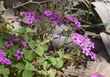 Oxalis articulata