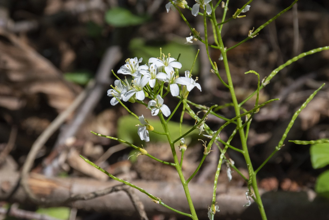 Изображение особи Arabis nordmanniana.