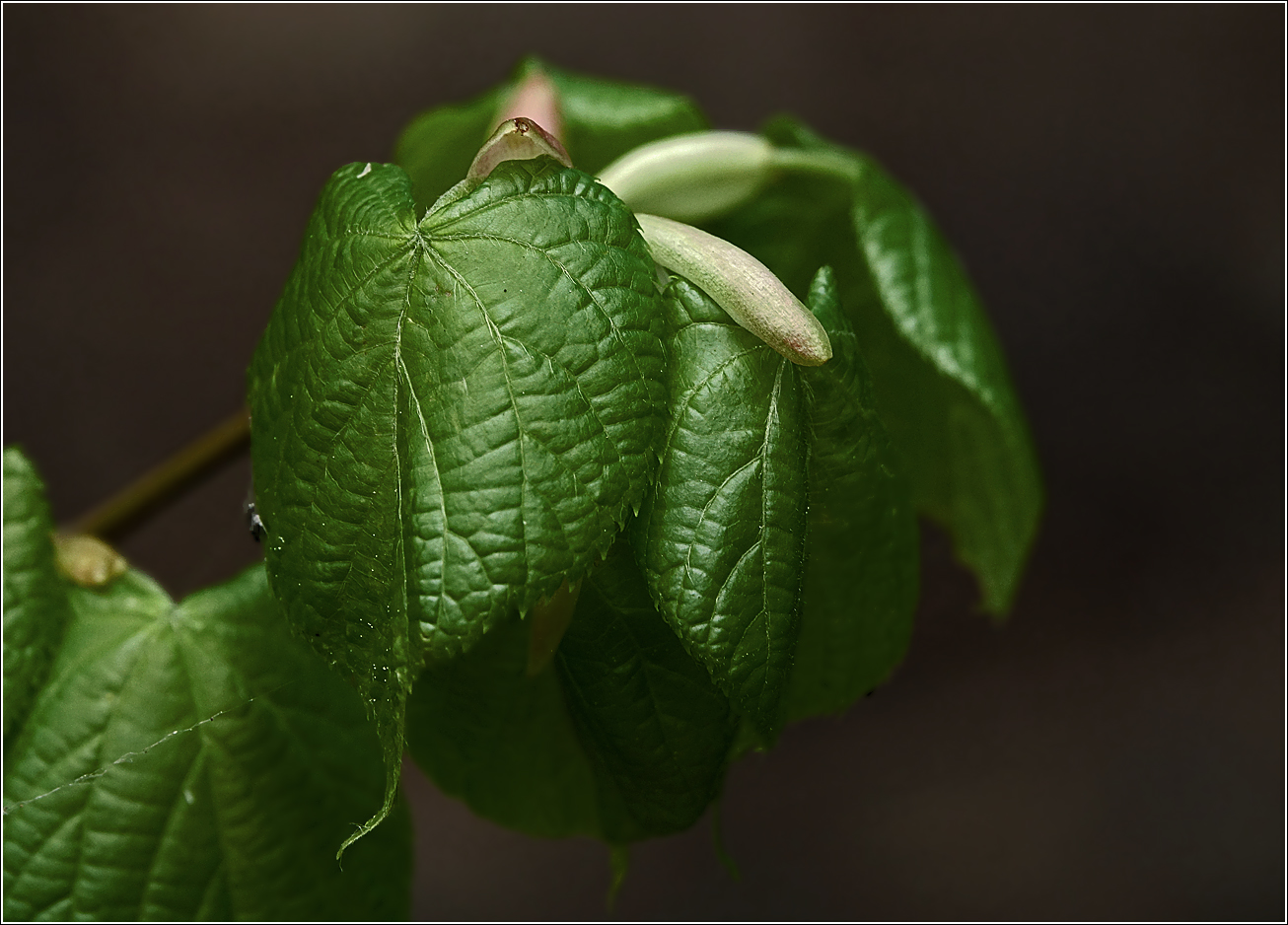 Image of Tilia cordata specimen.