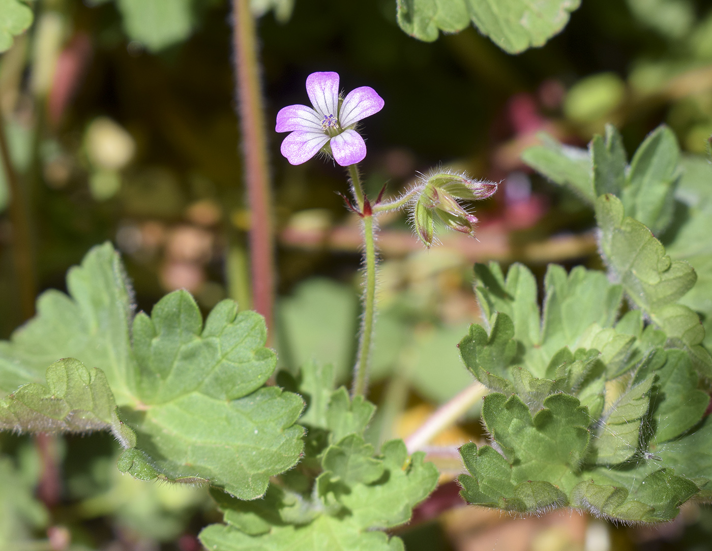 Image of Geranium rotundifolium specimen.