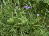 Geranium nodosum