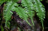 Hymenasplenium cheilosorum. Верхушки вай. Китай, провинция Хунань, ущелье р. Ланьчуаньси, каменистый склон. 08.06.2024.