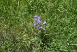 genus Campanula