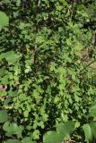 Thalictrum simplex