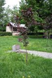 Malus niedzwetzkyana. Молодое дерево. Псковская обл. г. Псков. 08.06.2006.