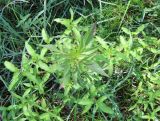 Bidens frondosa