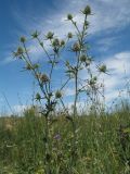 Eryngium planum